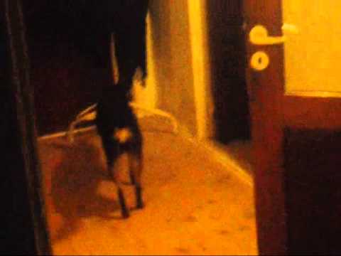 Video: Den Skræmmende Hund