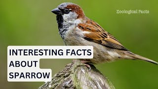 Amazing Facts About The Sparrow You Didn't Know! | Zoological Facts
