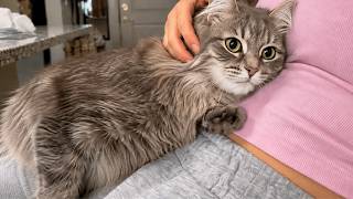 This Kitten Kept Placing Her Paw on Her Chest—Until She Understood Why This Kitten Kept Placing Her Paw on Her Chest—Until She Understood Why