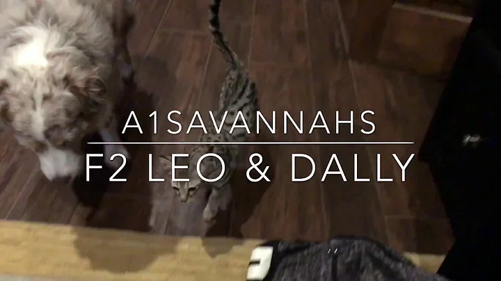 Video 6803551: f2 savannah cat, amazing savannah cats, cat learning, cats dogs, cat old