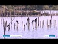 Rserve ornithologique du teich un voyage insolite tout prs de bordeaux