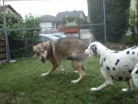 Chien Loup Tchécoslovaque Vs Dalmatien Action