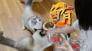 猫に大好物のマグロをあげたら大興奮w