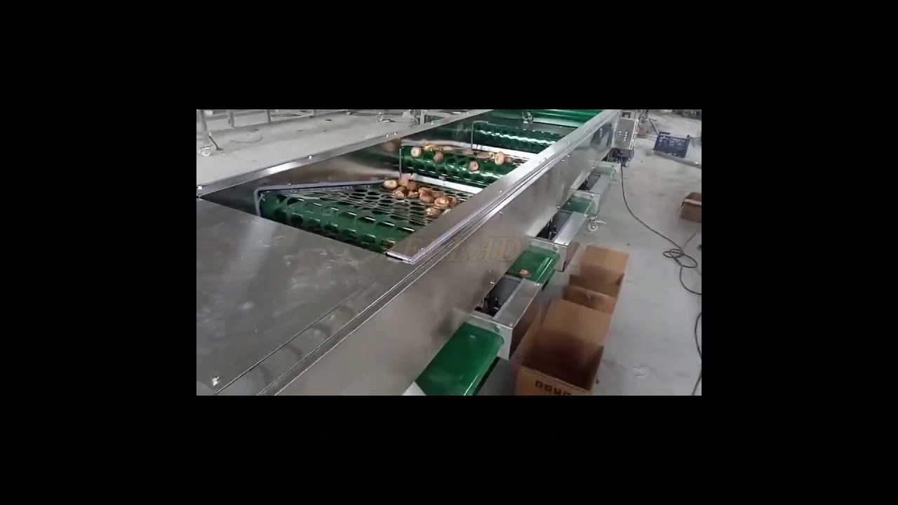 shiitake mushroom sorting machine white mushroom stem removing machine mushroom growing equipment