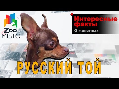 Русский Той - Интересные факты о породе