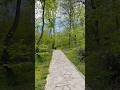 Forest #shorts #forest #walking #travel #relax #vibes #nature