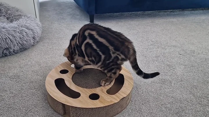 Watch the video about 14-Week-Old Bengal Kitten play session on 1st day Home !