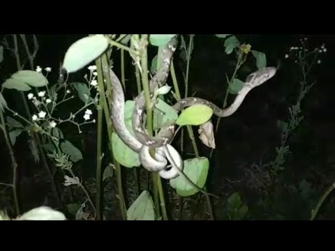 rat snake images Cat Snake showing skills, climbing on tree | releasing time video |Closeup video | Prathames Sirsat