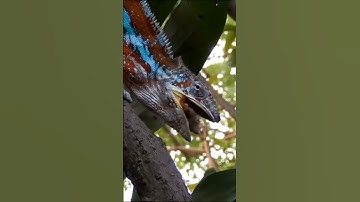 🌈 Colorful Chameleon on the Move 🦎 | Nature’s Master of Disguise