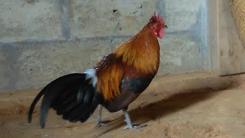 qaib qus pom 1 qua zoo heev 3/4/2019