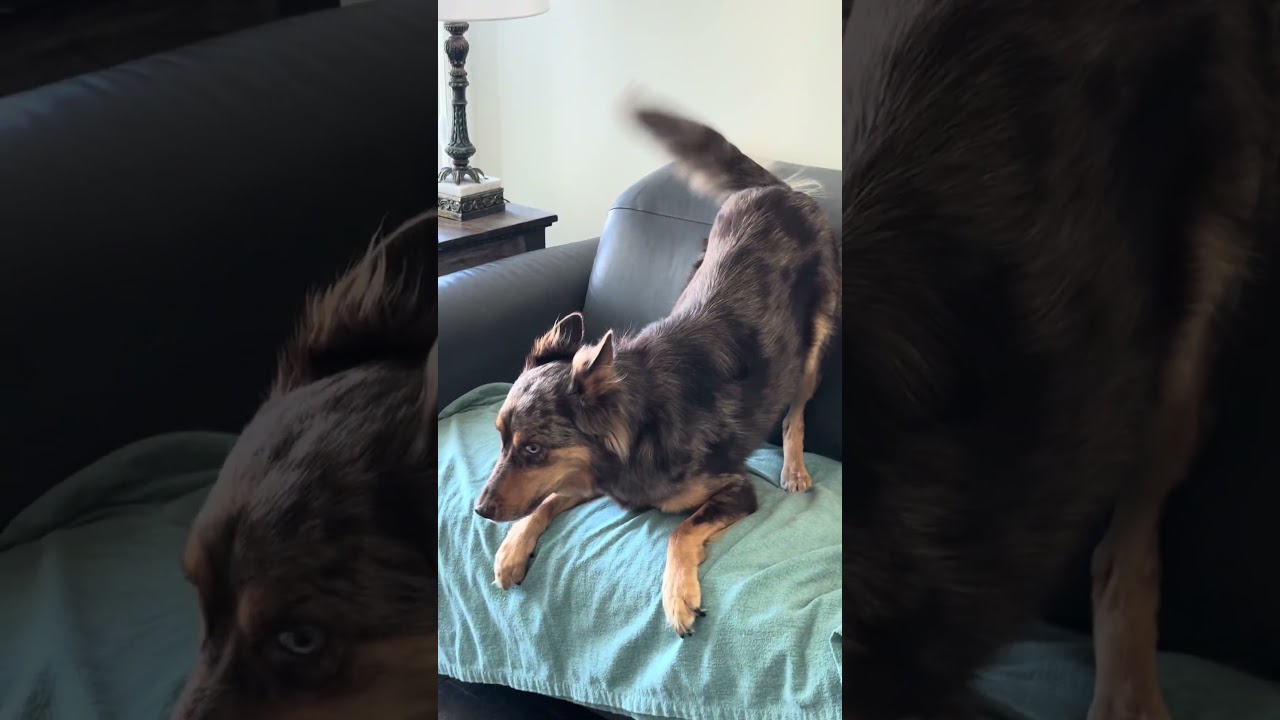 Barkin’ out the beat!