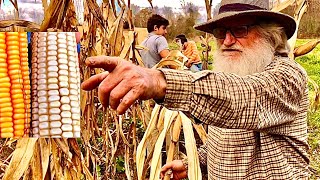 Picking three types of corn!