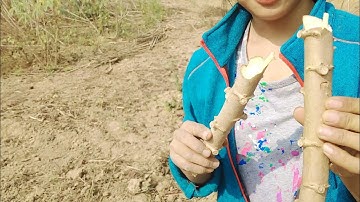 How to plant cassava stem in a very simple way - step by step #villagelife