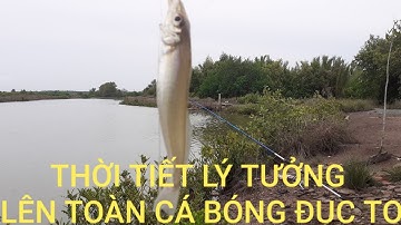Câu cá bóng đục ở Xã Lý Nhơn Huyện Cần Giờ lên toàn cá to || Shadow Fishing in CAN GIO District