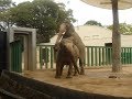 仲良しインドゾウ 2017/10/1 ❸