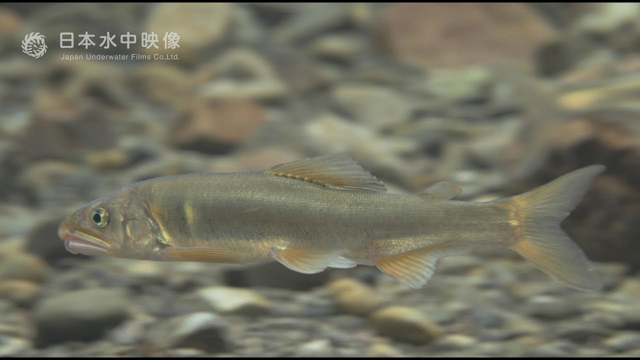 清流の女王！アユ（4K） 川の生き物たち suitube7!