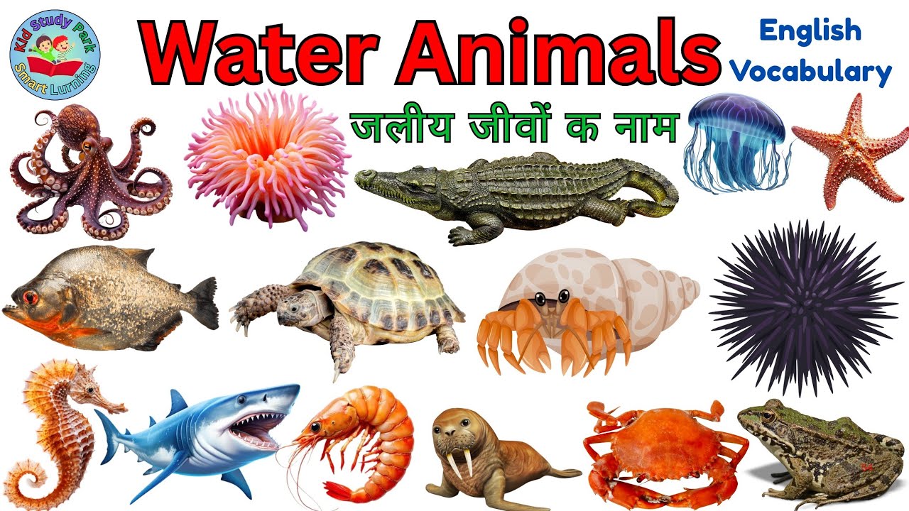 Water Animals Name in Hindi and English| पानी में रहनेवाले जीवों के नाम | animlas name for kids 