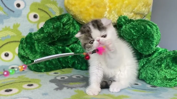 Watch the video about Exotic Shorthair Brown Mac Tabby and white Female of Majestymeow Cattery!
