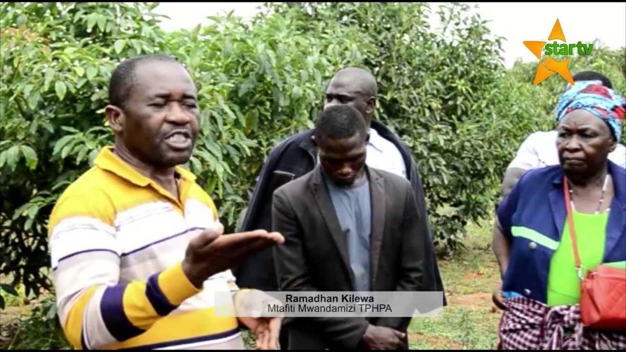 KILIMO CHA PARACHICHI MKOA WA KAGERA 1