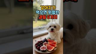 강아지가 먹으면 절대 안되는 과일 6가지!