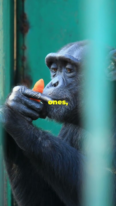 Chimps the smartest animals #facts #earth #wildlife #animals #nature #