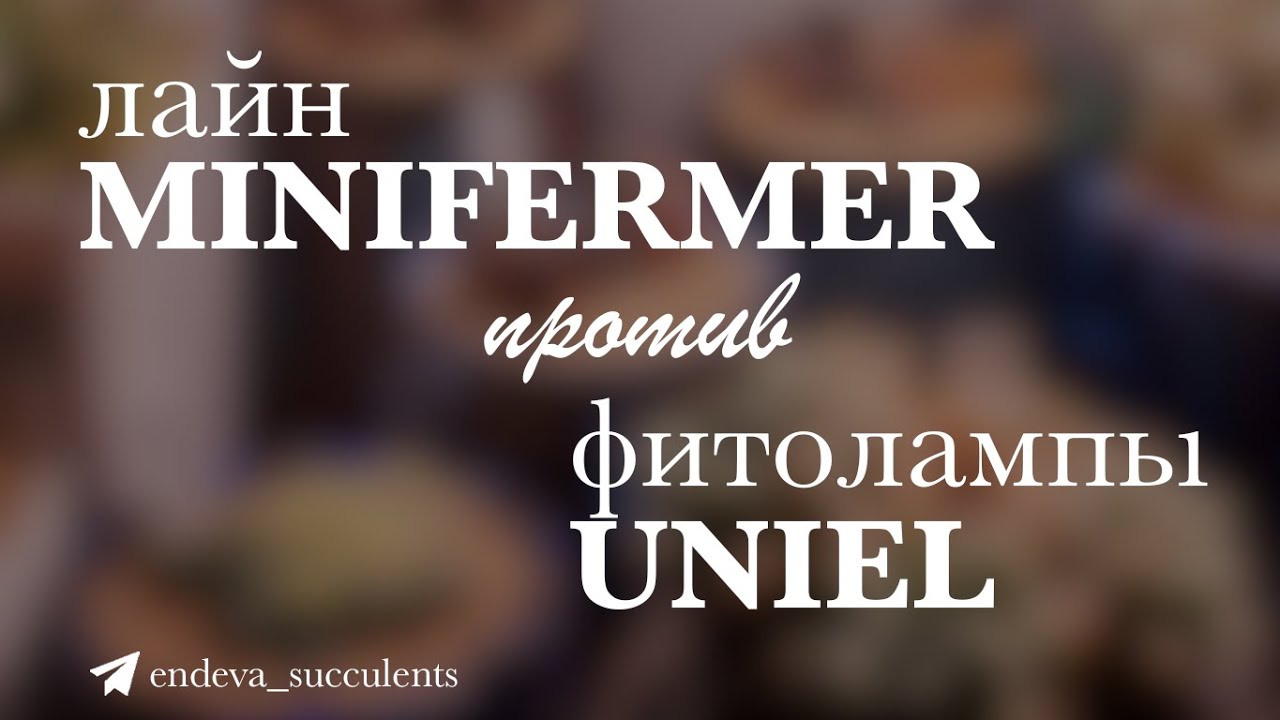 Какие лампы лучше выбрать для суккулентов? Сравнение ламп Minifermer и Uniel