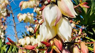 ユッカ湯のや 天然温泉 湯吉郎の駐車場2023年12月中旬