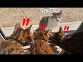 元気に冬を超えた地域猫とうちの雄猫達の集会が行われました