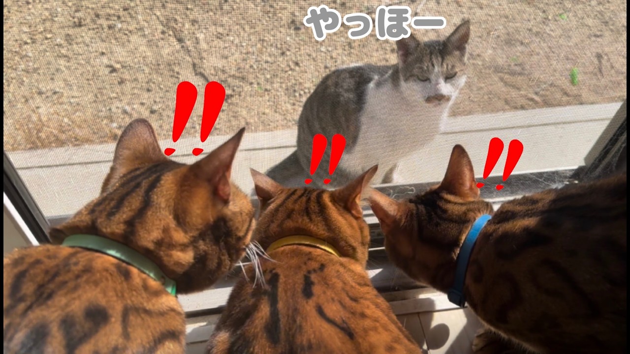 元気に冬を超えた地域猫とうちの雄猫達の集会が行われました