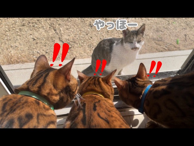 元気に冬を超えた地域猫とうちの雄猫達の集会が行われました