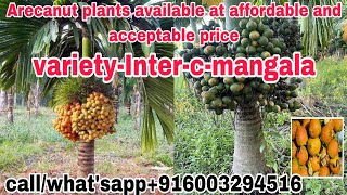 Inter C  Mangala Arecanut Plants arecanutarecanutfarmingarecanutcultivationbettelnutplants
