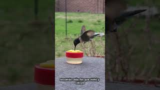 seguro no sabias esto de los colibrí 🐦