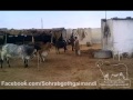 Dua Cattle Farm Black 2012