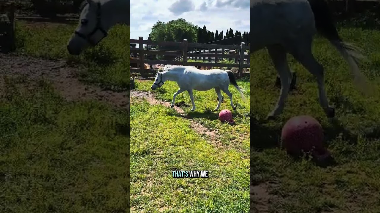 New mini horse alert—welcome home, Coco!
