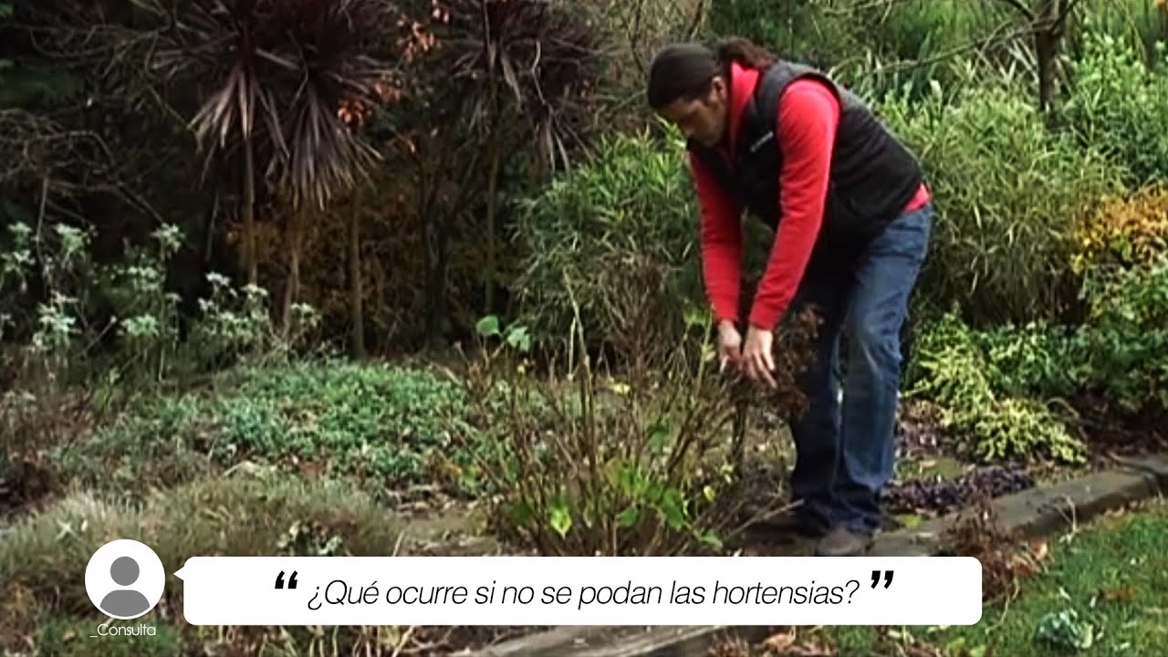 ¿Qué ocurre si no se podan las HORTENSIAS? - Briconsulta - Jardinatis