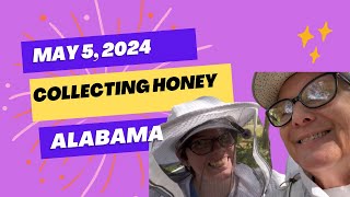 🐝🍯Collecting Honey‼️May 5, 2024 #beekeeping #honeybee #beekeeper