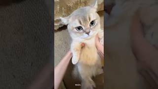 They Are So Cute  cat