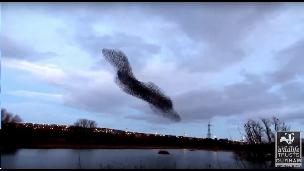 camera iphone 8 plus apk Starling Murmuration over Shibdon Pond, Gateshead