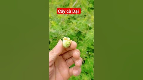 cây cà Dại ven đường