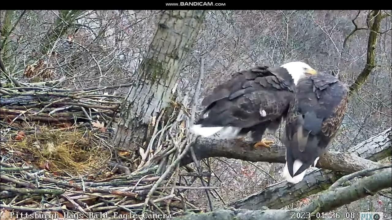 Pittsburgh Hays Bald Eagle Camera | PixCams - 26 Jan 2023 - YouTube