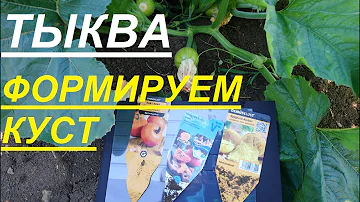 ТЫКВУ вырастить просто нужно только правильно формировать и нормировать КУСТ