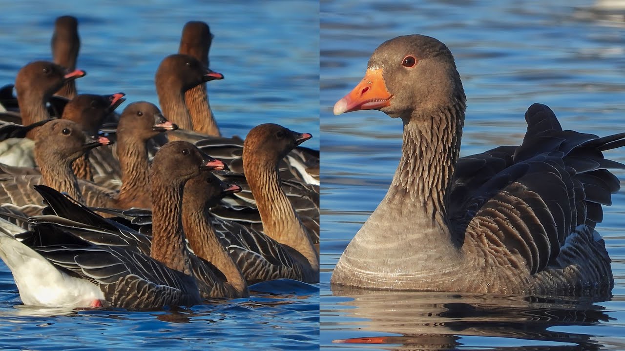 Thousands of Greylag and Pink-Footed geese.