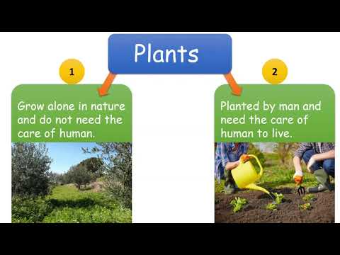 Video: Kā Parādījās Kultivētie Augi
