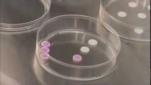 Spot a 3D cell culture - SeedEZ Video Tutorial