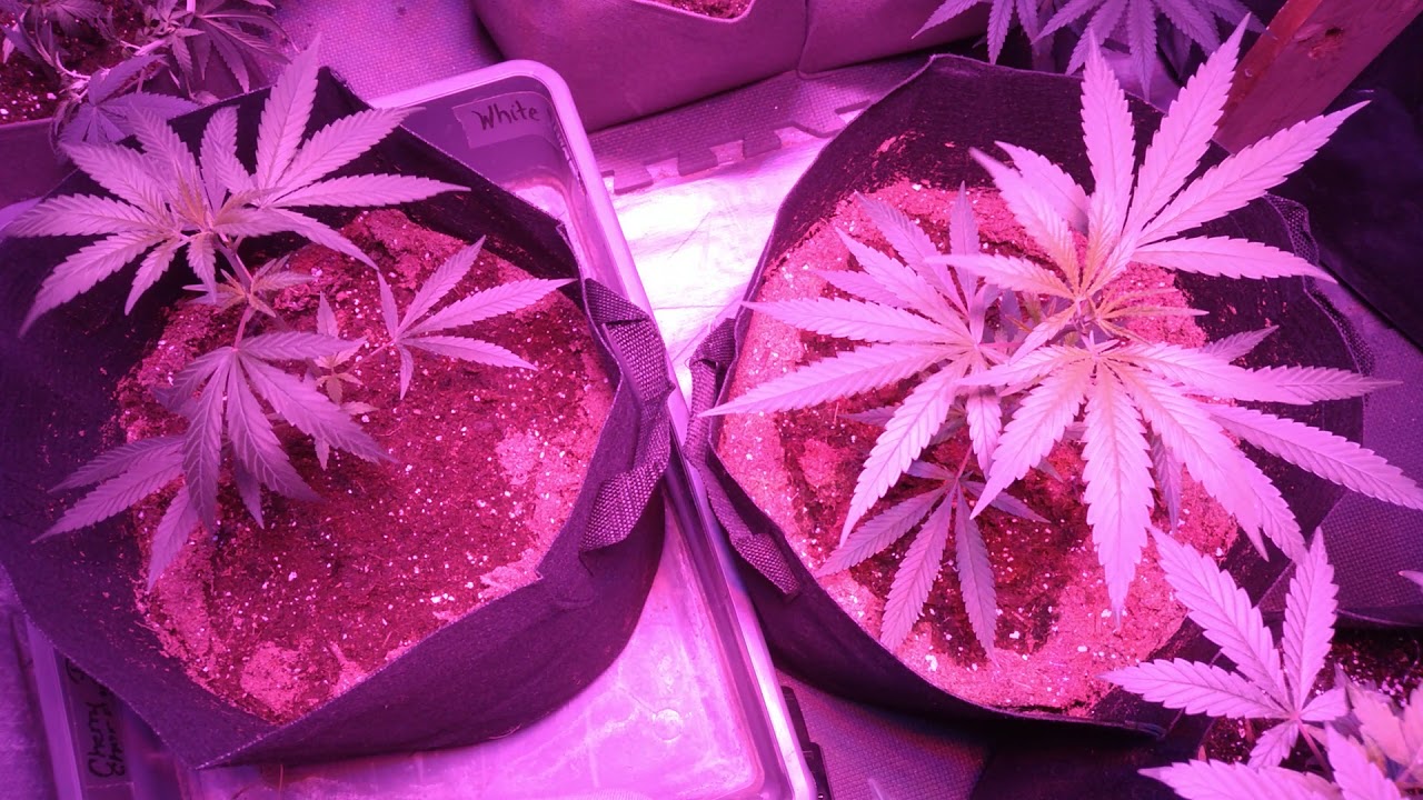 New Mexico home grown marijuana Season 1, Episode 3... (Dakine420)or(SnoopsPremium) Nutes stand off