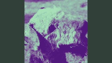 Lonely Backdrops for Brave Doggy