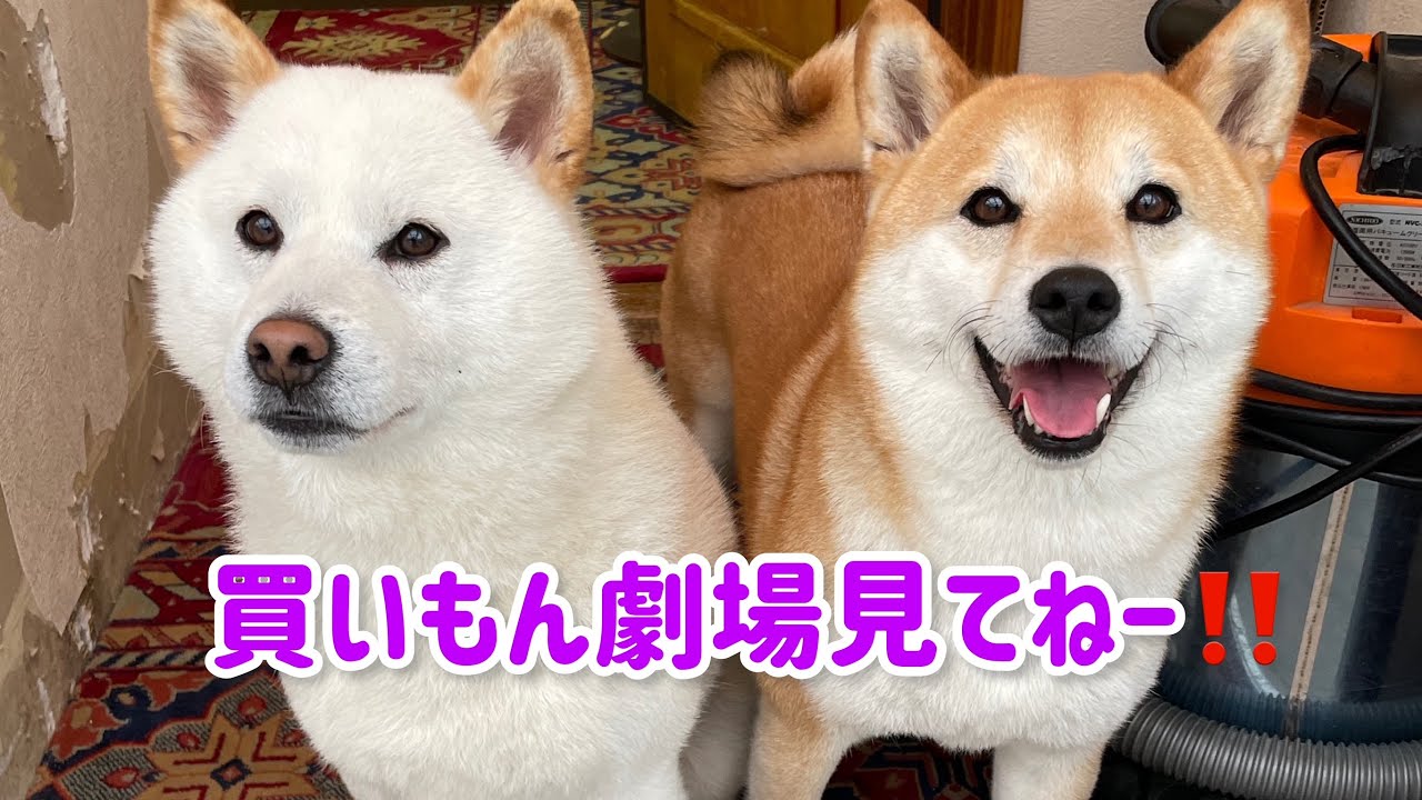 新作 柴犬夫婦と父ちゃんの買いもん劇場 柴犬みかんと白柴q太郎の日常