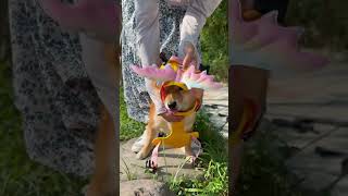 Transform Your Dog With This Glitter Wing Harness 🐉✨ #pet #dogharness #shibainu