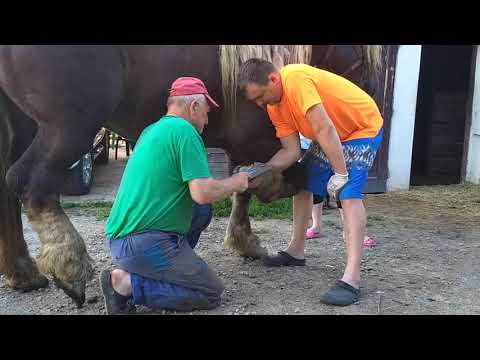 Video: Čo Znamená Výraz „nekŕmiť Koňa“?