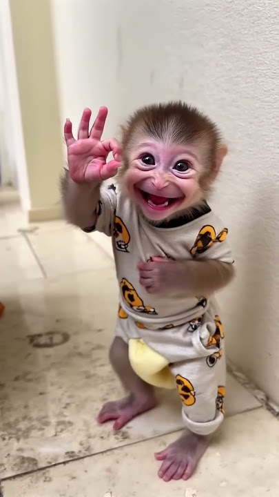 Baby Monkay so cute cute cute ❤️❤️❤️❤️ #monkey #babymonkeybobby #funny #trending #shorts #subscrib